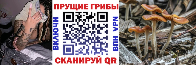 где можно купить наркотик  Дыгулыбгей  Галлюциногенные грибы Cubensis 